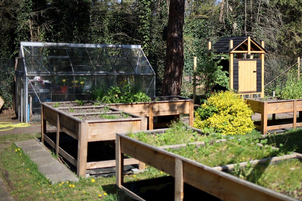 Moestuin met verhoogde houten bakken en een kas, omringd door bomen en groen.